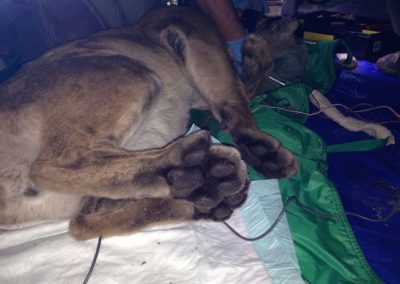 Tranquilized mountain lion, view of hind paws