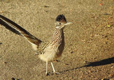 Greater Roadrunner standing in dirt area