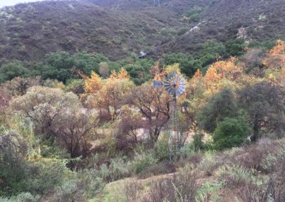 Fall colors on trees along river