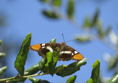 orange and black butterfly on a oak branch