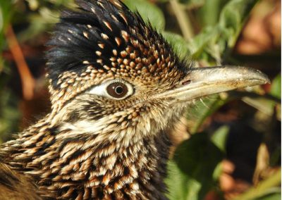 facial profile of a Greater Roadrunner