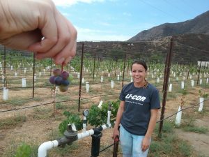 Hand dangling small cluster of grapes in foreground, women in vineyard smiling