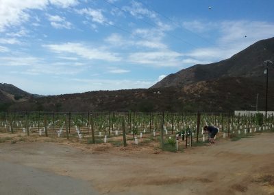 Diagonal view of multiple rows of grapevines, a female figure stoops in front of a plant, hills and mostly clear sky in background