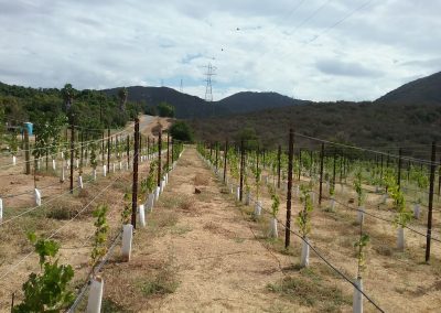 Parallel rows of grape vines, powerline above, hills in background
