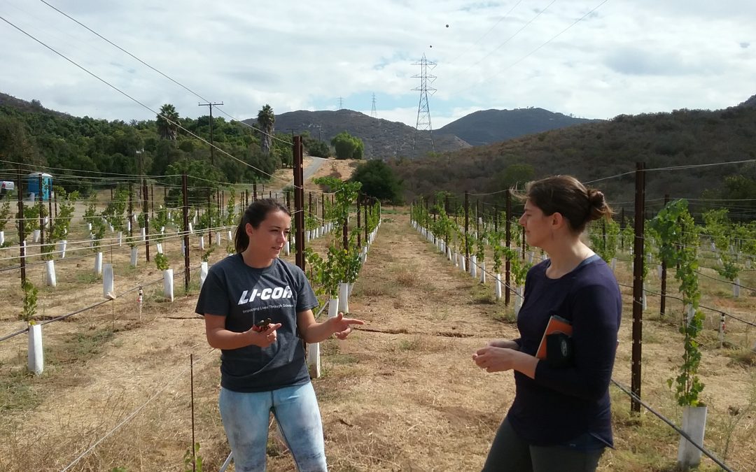 Experimental Vineyard at SMER