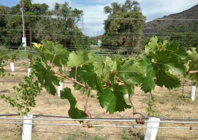 Close up of grape vine with tendrils wound around the trellis
