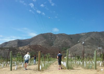 three women, backs turned, in a vineyard, hills and blue sky in background