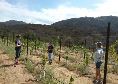 Three women amid grape vines and trellises, scrubby hills in background