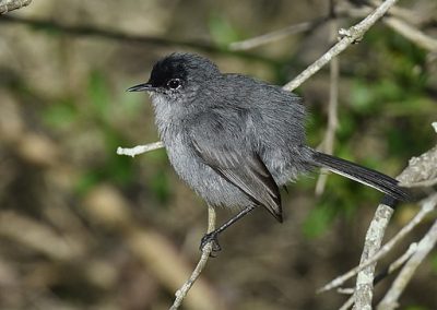 gray bird with black crown