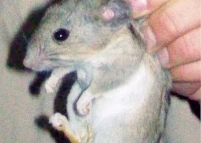 Closeup of a desert woodrat held by the scruff of its neck