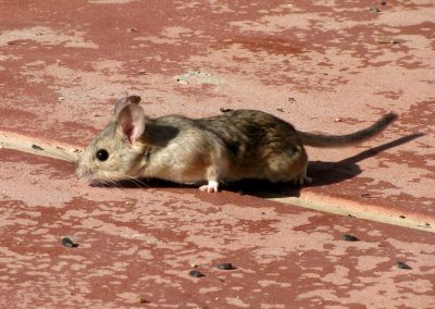 desert rat eating seeds on a red tile surface
