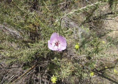 Light purple flower on plant with small needle-like leaves