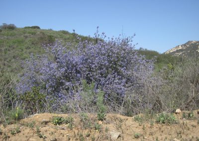 plant covered with light blue flowers