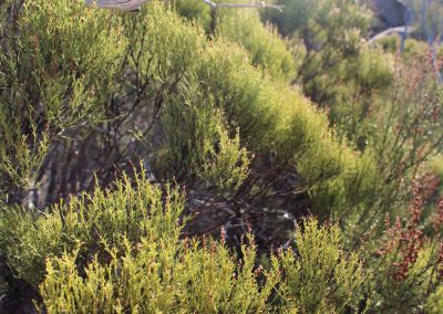 A bare branch glinting in sunlight, scrub vegetation and hills in background