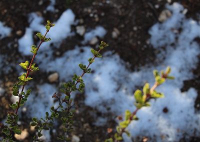 close-up of sev eral branches, out-of-focus snow on ground below