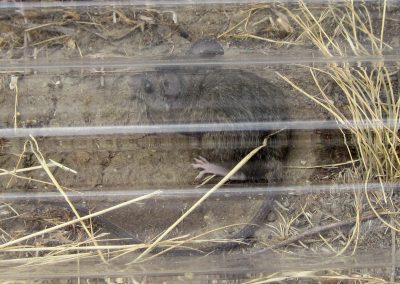 A kangaroo rat under a clear plastic sheet