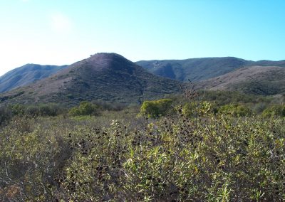 Sage plants in the foreground, hills in the background