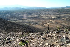 a rocky hillside with charred trunks of shrubs, some resprouting at their bases