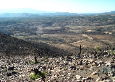 a rocky hillside with charred trunks of shrubs, some resprouting at their bases