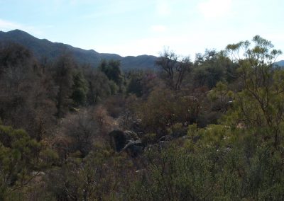 Dense vegetation, mountains in background
