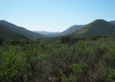 landscape with shrubs in foreground, hills and blue sky in background