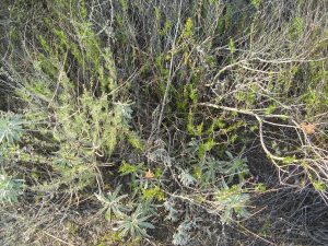 A mix of intermingled shrub species