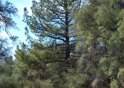 Two pine trees next to a dirt trail