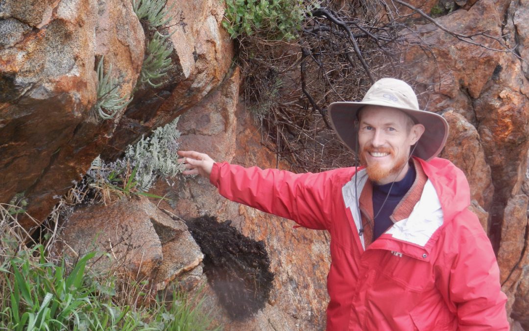 Ferns and Lycophytes at SMER