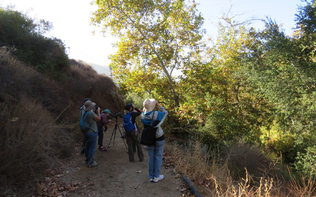 Saturday Morning Bird Walk with PJ Falatek  11-16-2019