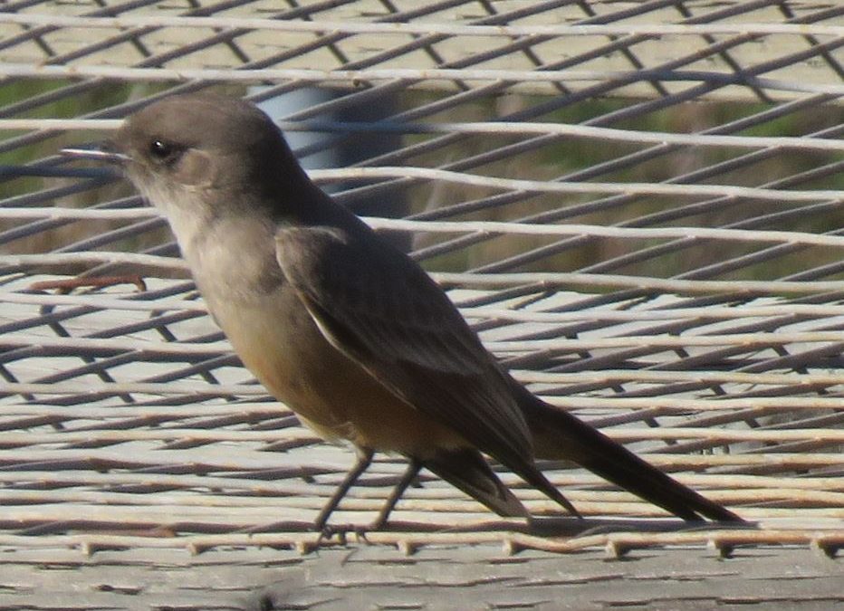 Pj’s Bird Walk January 18 2020