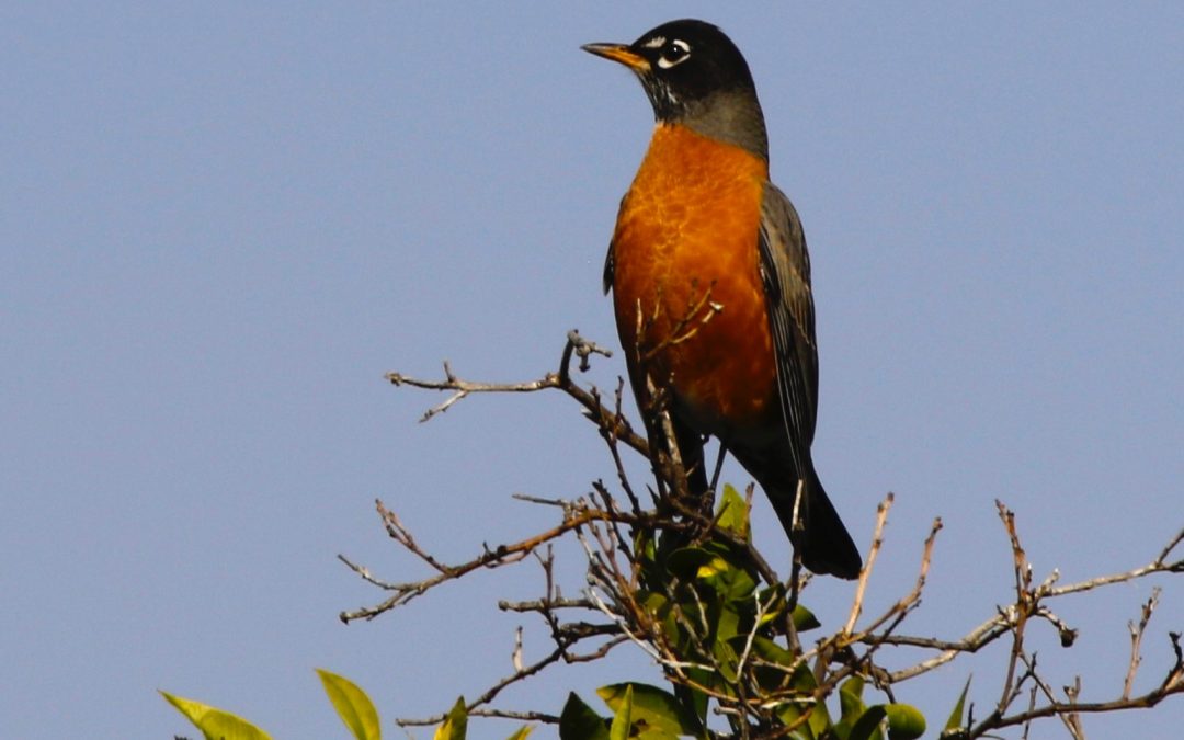 PJ’s Bird Walk  November 20 2021