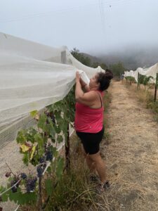 volunteer removing bee netting 