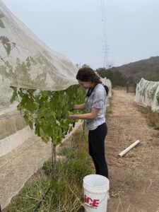 student harvesting grapes