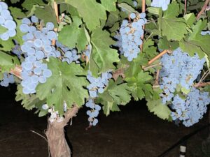 grapes on vines